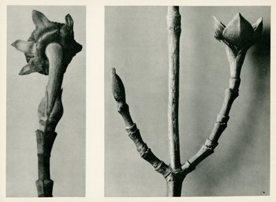 無題の研究。 1929（グラビア） 作： Karl Blossfeldt